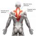 Trapezius muscle: the best exercises for training trapezius at home and in the gym