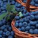 Blueberries: planting and growing