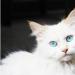 Сонник білий кіт з блакитними очима