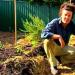 How to plant wormwood in the country