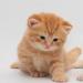 ოცნების ინტერპრეტაცია: რატომ ოცნებობენ პატარა კნუტები სიზმარში?