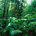 جنگل بارانی یک جنگل بسیار خاص است